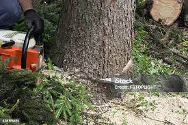 Best Soil Testing and Treatment  in Towson, MD