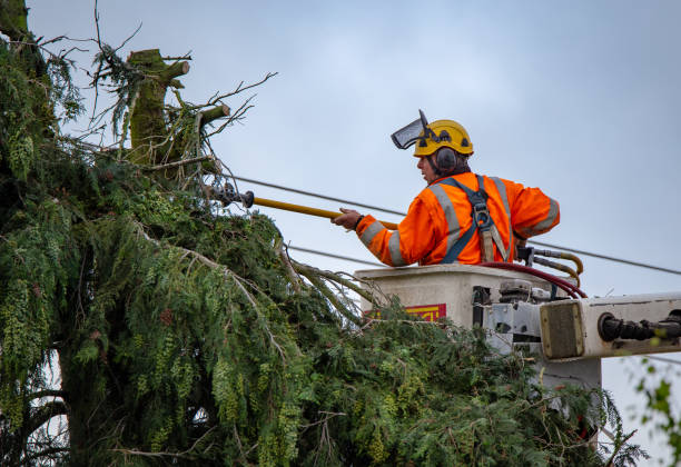 Towson, MD Tree Care Company