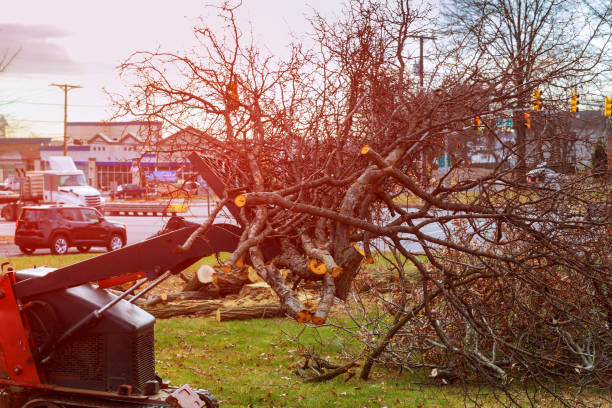 Best Tree Preservation Services  in Towson, MD