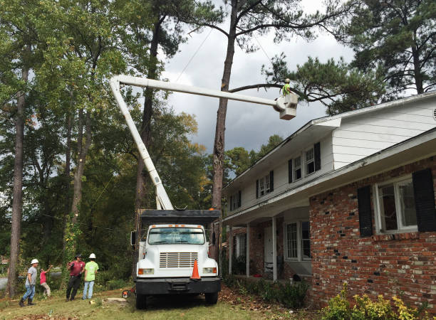 Best Hazardous Tree Removal  in Towson, MD